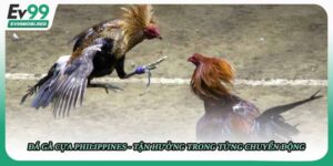 Đá gà cựa Philippines