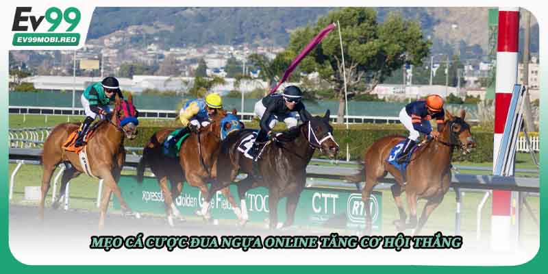 Mẹo cá cược đua ngựa online tăng cơ hội thắng