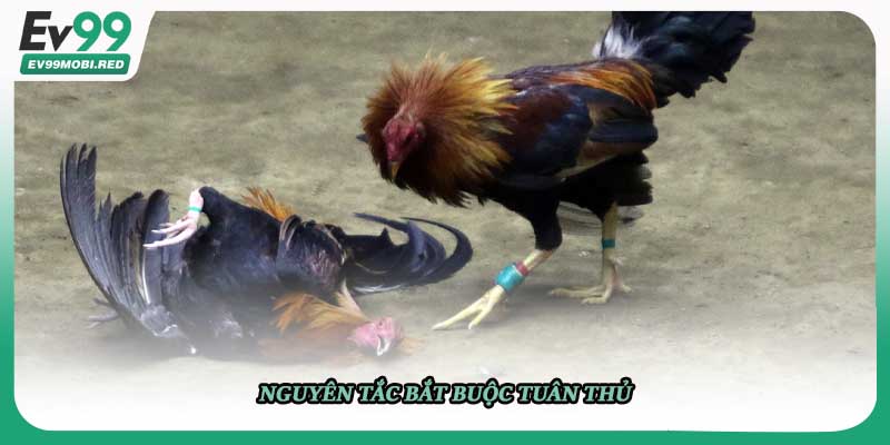 Nguyên tắc bắt buộc tuân thủ